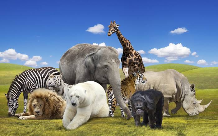 Amazing facts in hindi about Animals । जानवरों के बारे में 20 रोचक तथ्य ।  भाग 1 - ←GazabHindi→