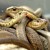 सांप के बारे में 22 मजेदार तथ्य । Snakes In Hindi