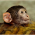 Monkey In Hindi । बंदर के बारे में 21 रोचक तथ्य