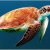 कछुओं के बारे में 21 रोचक तथ्य । Tortoise In Hindi