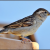 Sparrow in Hindi । गौरैया चिड़िया के बारे में 21 रोचक तथ्य