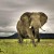 हाथी के बारे में 25+ रोचक तथ्य । Elephants In Hindi