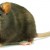 चूहों के बारे में 29 रोचक तथ्य । Rat In Hindi