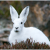Rabbit in Hindi । खरगोश के बारे में 31 रोचक तथ्य