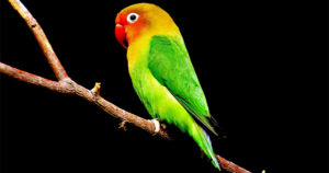 तोते के बारे में 15 रोचक तथ्य । Parrot In Hindi - ←GazabHindi→