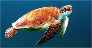 कछुओं के बारे में 21 रोचक तथ्य । Tortoise In Hindi - ←GazabHindi→