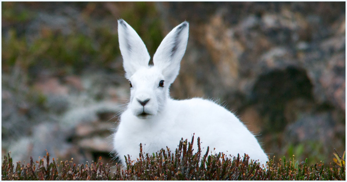 Rabbit in Hindi । खरगोश के बारे में 31 रोचक तथ्य - ←GazabHindi→