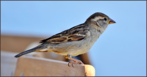 Sparrow in Hindi । गौरैया चिड़िया के बारे में 21 रोचक तथ्य - ←GazabHindi→
